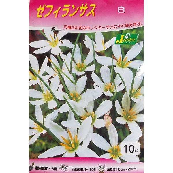 球根 花 白の人気商品 通販 価格比較 価格 Com