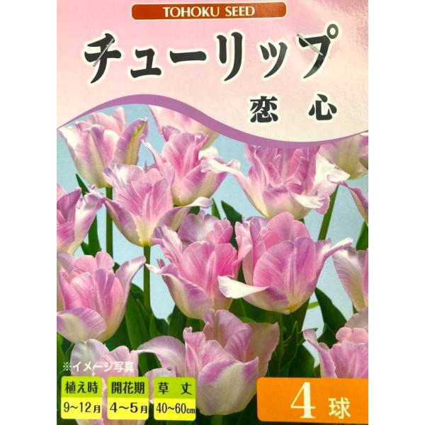 花球根 チューリップ 恋心（こいごころ） 4球入 トーホクの球根 農林水産省品種登録 海外持出禁止