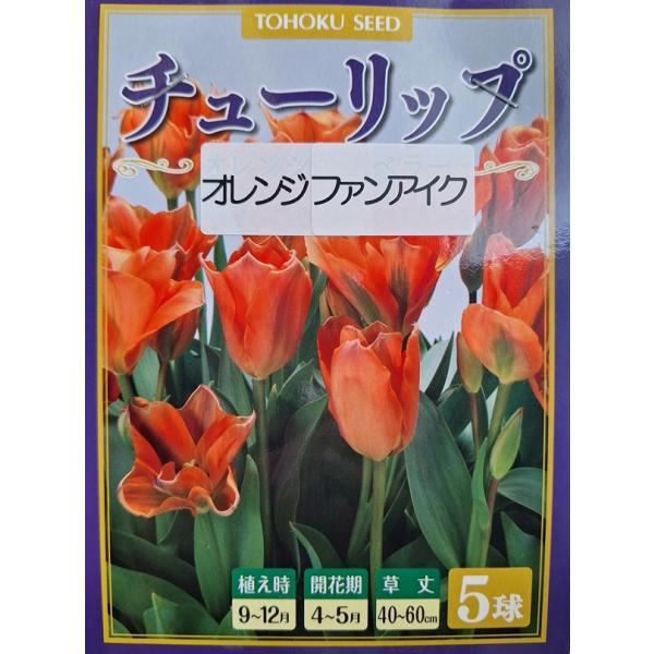 gardeningivy_kyuukon-425