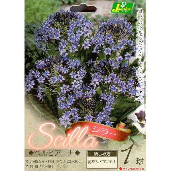 花球根 シラー ペルビアーナ 1球入 Buyee Buyee 日本の通販商品 オークションの代理入札 代理購入