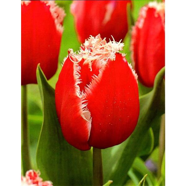 ԋ `[bvo苅I tW炫iFRj j[T^ 1 JlRc̋