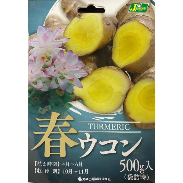 【野菜球根】 春ウコン 500g入 カネコ種苗の球根