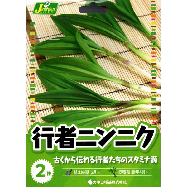 野菜球根 行者ニンニク 2株入 カネコ種苗の球根 : Gardener s Shop Ivy