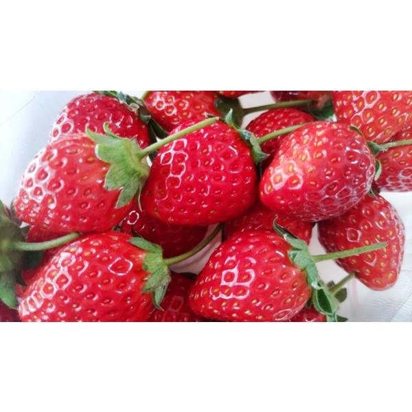 栃木県の農業試験場で「女峰」の後継品種として生まれた品種。「そのまま食べても甘くておいしく、ジューシーないちご」として日本のイチゴを代表する非常に人気の高いイチゴです。女峰の特性である形の良さや色の鮮やかさを受け継ぎながら、粒は大きく、味は...