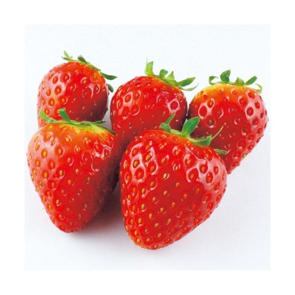 ؕc  In͔|̐V Ђ܃x[ 9cm|bg 1c