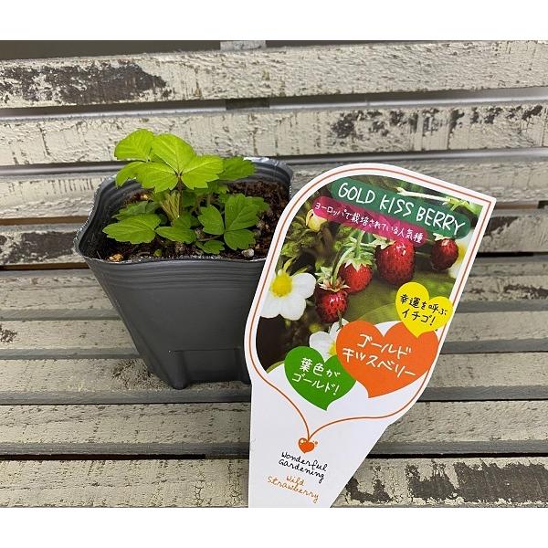 野菜苗 ワイルドストロベリー ゴールド キッスベリー 9cmポット 1苗 Yasainae 0008 Gardener S Shop Ivy 通販 Yahoo ショッピング