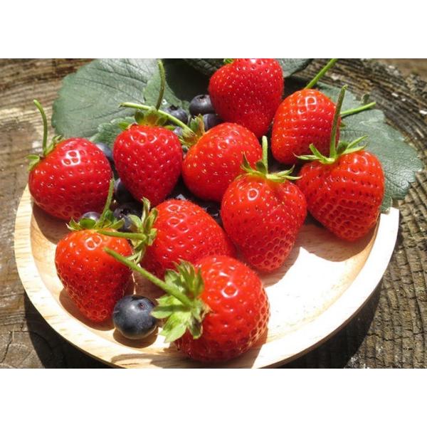 ビギナーでも安心のうどんこ病耐性で圧倒的に作りやすい。甘酸っぱく大きな実がたわわに実る。クリスピーなサクサク新食感。丈夫で育てやすく、長く収穫できる四季なりイチゴです。果実はジャムなどにしても楽しめます。