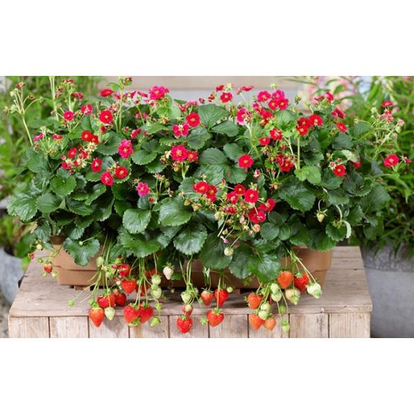 ؕc Tg[{C lGȂ肢 [Yx[Ebh 9cm|bg 1c