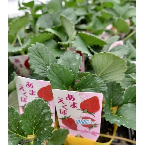 締切間近【プロ用格安いちご苗35本セット】大人気極甘品種あまエクボ イチゴ あまえくぼ｜種（タネ）,球根,苗,資材,ガーデニンググッズの