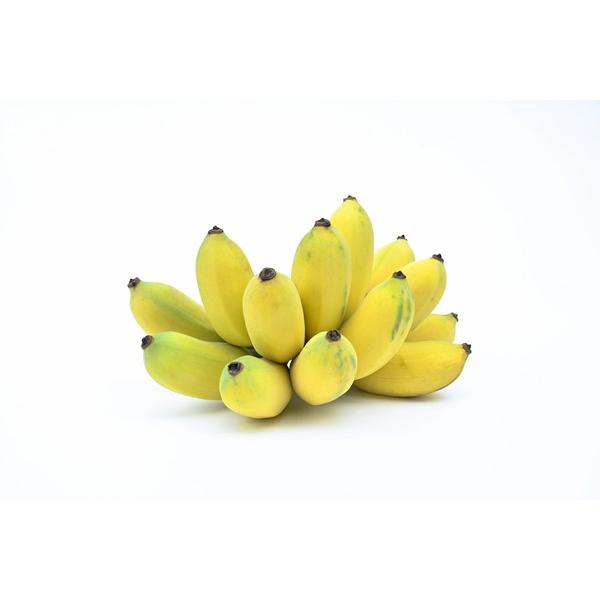 野菜苗 バナナ ドワーフナムワーハーディー 12cmポット 1苗 : Gardener