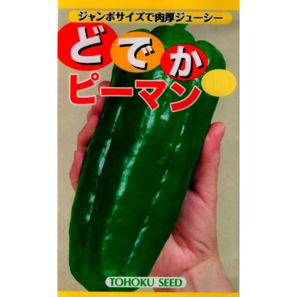 果実は長さ20cm以上になるジャンボサイズ！果肉も厚くボリュームがあり、食べ応えが十分！苦みが少なくジューシーで、完熟して果実が赤みを帯びてきても甘みはあり、おいしく味わえます。