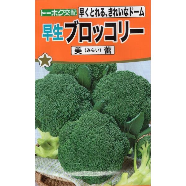 スピードある早生種で、葉が立性で栽培管理も容易。粒が細かく良く締まったボリュームのあるきれいなドームで、見栄えの良い秀品が収穫できます。