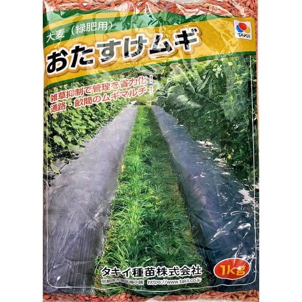 発芽・初期生育が早く、早期に地表を被覆します。枯れ上がりが早いため、主作物と競合しにくいです。自然に枯死するため、片付けの手間がかかりません。雑草抑制のほかに地温の抑制や乾燥防止、土壌流失防止も期待できる。