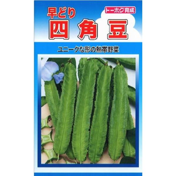 熱帯アジア原産のツル性の野菜です。開花後約2週間お10cm位の若莢は、ゆでてサラダやてんぷらに最適です。四角豆の中では早くから収穫できる種類です。品種名：KUT-5880