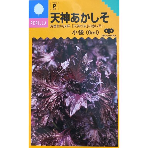 梅で有名な天神さまを祀る、大宰府天満宮の近在で昔から栽培されて、門外不出だった芳香性赤しそ。草勢は旺盛で、分枝性も強く節間はやや短い、草丈60〜70cmでシソ特有の強い香りをもつ優良種。葉は濃赤紫色で、縮みと光沢があり、肉厚の大葉で柔らかい...