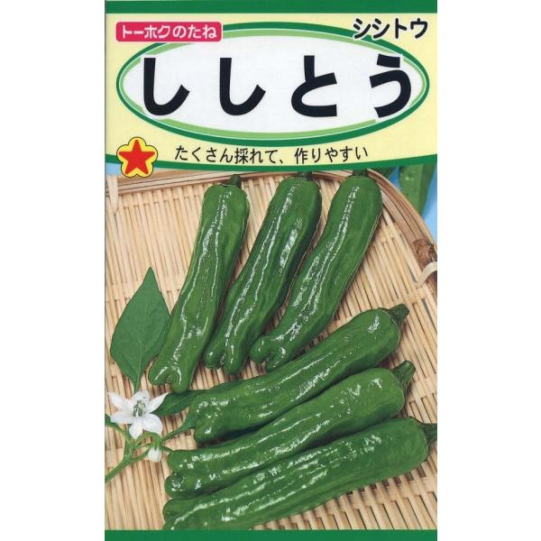 やわらかな果実で味がよく、新鮮な緑色で光沢があります。生育旺盛で分岐も多く、長さは7〜8cmで揃いの良い果実が長く収穫できる多収品種です。