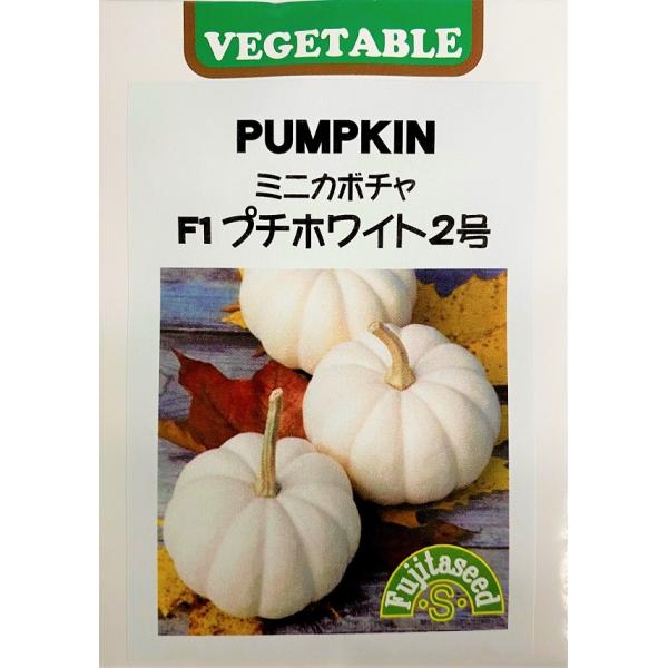 かぼちゃ☆ ⭐️ 再入荷商品情報 ⭐ ⁡ 『ぽわっとあざらしライト』 ⁡ 皆様の