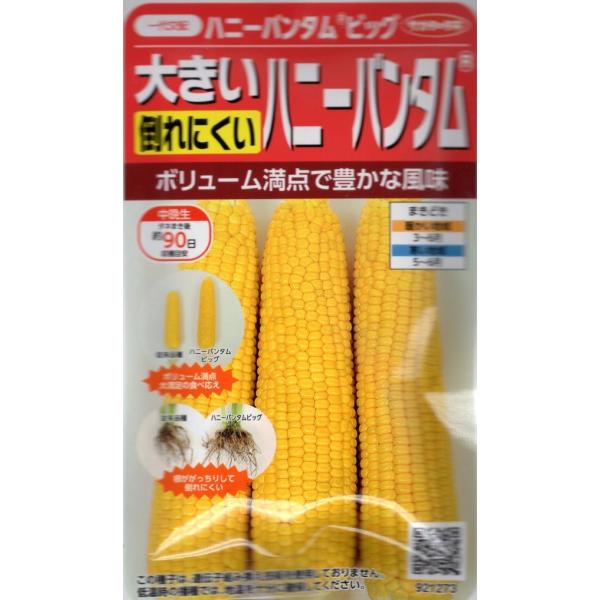 とにかく大きな実が収穫でき、食べ応えがあります。大きいだけでなく、風味豊かでおいしいトウモロコシです。根の張りがよく、強風などによる倒れに比較的強いため、安心して栽培することができます。