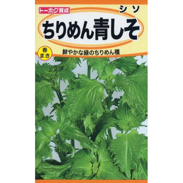 芳香があり葉の裏が赤くなりにくい品種です。鮮緑色でちぢみがありビタミンAを多く含む緑黄色野菜で、いろいろな用途に使えます。品種名：なし（選抜系在来種）