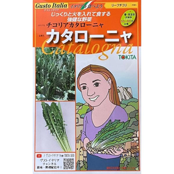 耐寒性・耐暑性に優れ、極寒期・酷暑期を除き栽培可能。強健なキク科野菜です。生で食べると固くほろ苦い味がします。刻みの入った茎葉を株ごと収穫して利用します。