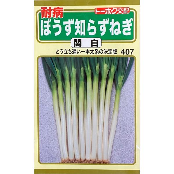 春先のとう立ちが遅く、長期間収穫できる極晩抽性根深一本ねぎ。特に栽培の難しい春から初夏どりでやわらかい良質のネギが収穫でき、直売所出荷でも好評です。