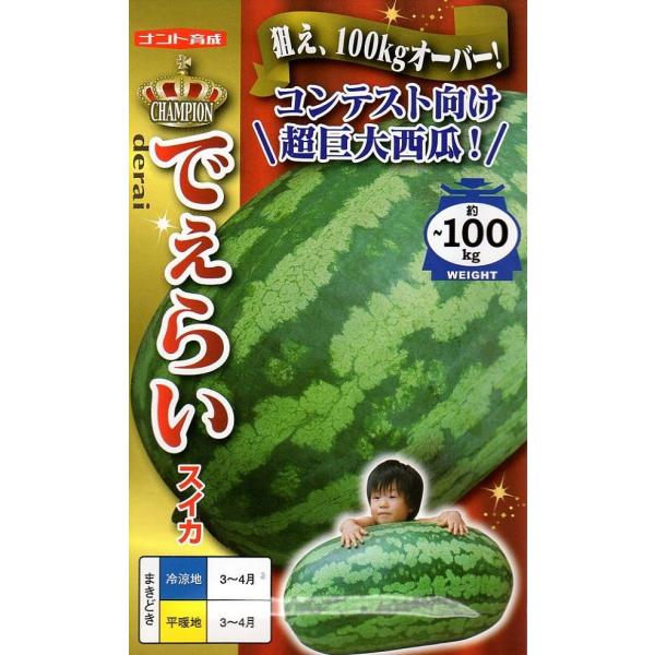 50kg以上にもなる超大型の西瓜です！100kg超えも狙える?!コンテストにどうぞ！草勢は極めて強く病気に強いので、接木ではなく自根で栽培できます。