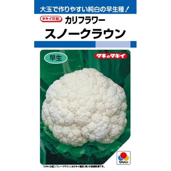 期限切れ（2026年4月）間近のため売り尽くしセール！生育旺盛で、栽培しやすい早生種。純白・肉厚の大玉花蕾で、品質良好。花蕾は緻密で、直径16cm、重さ850g程度によくそろう。