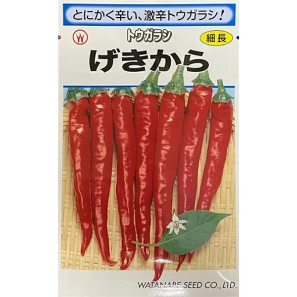 赤トウガラシはもちろん、青トウガラシからすでに辛味を持つ激辛トウガラシです。果は下向きにつき、長さ12cm位の細長果で、着果数の多い豊産種です。草姿、草丈ともに中位の早生種です。