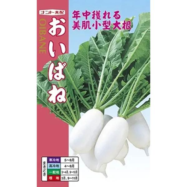 根長15cm前後でお手頃サイズの大根です。トウ立ちが遅く、春まき・秋まきが可能です。繊細な肉質は煮炊きでトロトロに！ほど良い旨辛風味の大根おろしもオススメです！