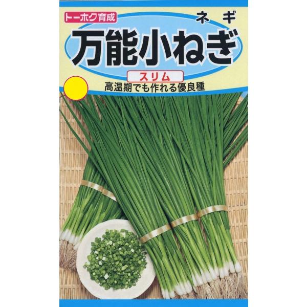 耐暑性があって高温伸張性に優れる香りの良い薬味用小ねぎ。病気にも強く生育旺盛で夏場に向けた栽培に向きます。低温期用「スレンダー 」と合わせて周年利用できます。