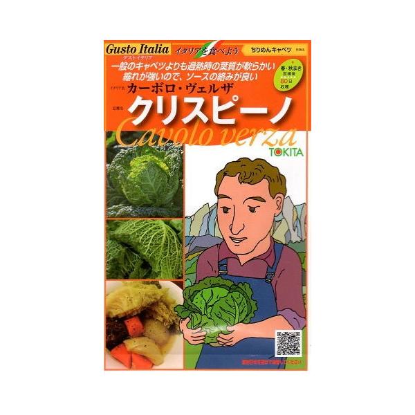 本種は定植後約80日で収穫可能（秋作）で従来のちりめんキャベツと比べて非常に栽培しやすいのが特徴です。一般地の秋作・春先に適応し、幅広い作型で利用可能です。また、従来の品種と比較して大玉となり、葉のちりめん形状は大きく、葉色は濃緑で見た目に...