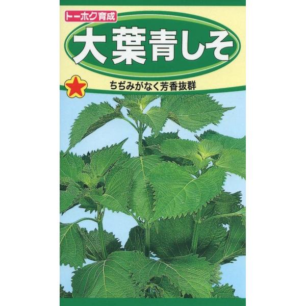鮮緑色でちぢみや波のない作りやすい青しそです。ビタミンＡを多く含む緑黄色野菜で、香りが高くいろいろな用途に使えます。品種名：なし（選抜系在来種）