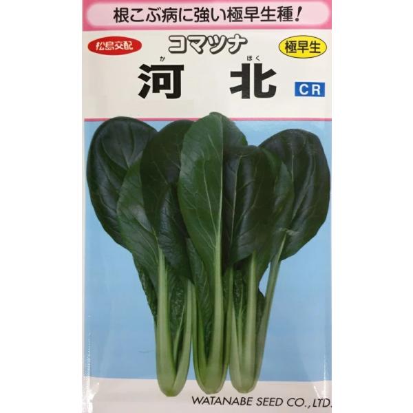 チンゲンサイの味の良さを取り入れたおいしいコマツナです。根こぶ病に強く、低温期でも成長が早い極早生タイプです。株張りが良く、収量性が抜群です。大株にして、漬け物にしてもおいしいです。