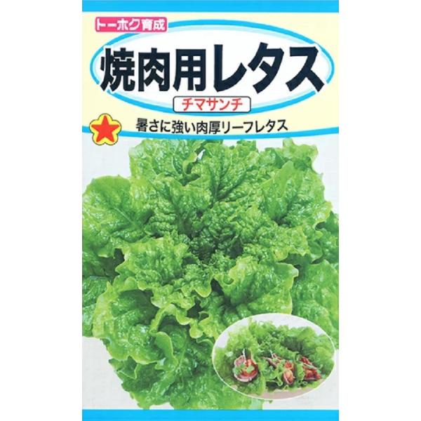 しなやかな葉質はお肉を巻きやすく、肉厚でシャキシャキとした食感がおいしい。独特の葉質は様々な調理にも使えます。比較的暑さに強く、プランターでも手軽に栽培できます。品種名：なし（選抜系在来種）
