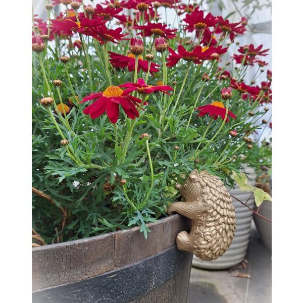 鉢にかわいいハリネズミをアクセントにどうぞ♪つかまっている姿がとても愛らしいですね