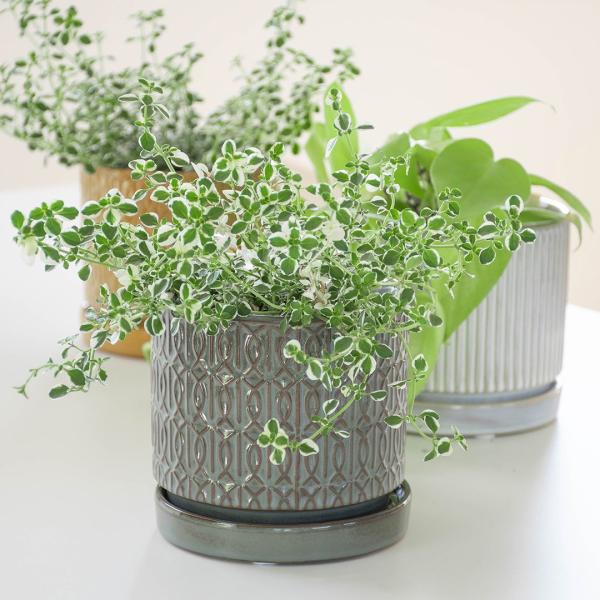 【商品名】アルモニーポット【メーカー名】DELLKI（デルキ）【カタログサイズ】Φ115×H105mm　内径Φ105mm【実測重量】約770g【材質】セラミック（釉薬陶器）【付属品】ソーサー※底穴あり【カラー】ブラウン／アイボリー【生産国】...