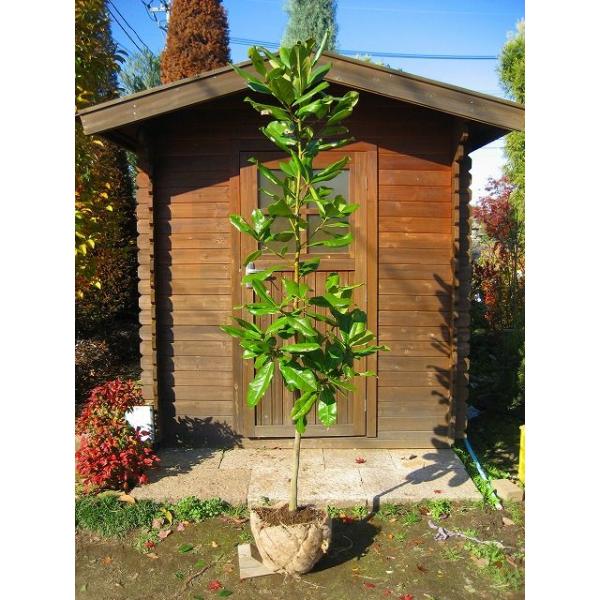 【泰山木】 gardentown_10000282