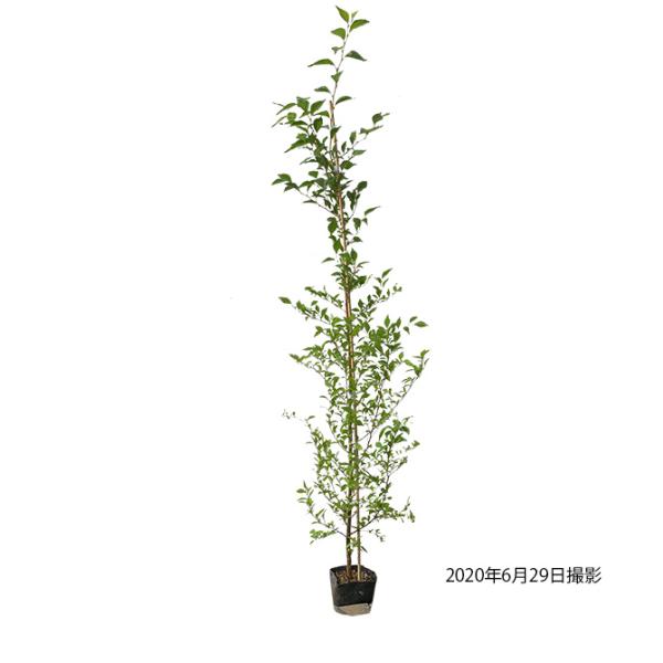 gardentown_10000495