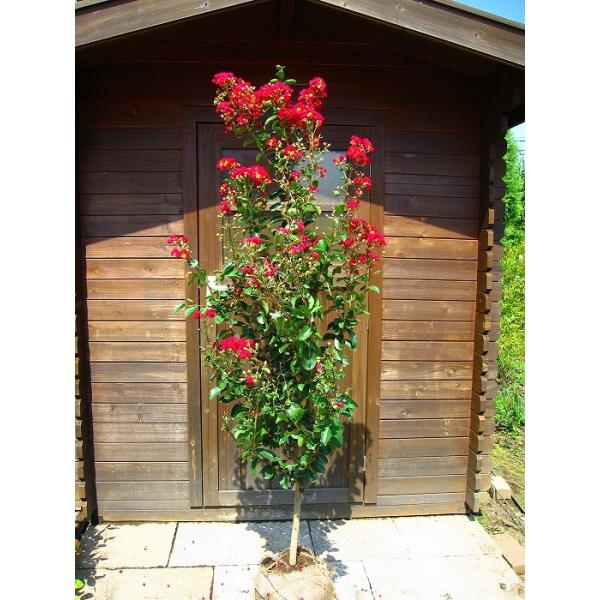 gardentown_10000581