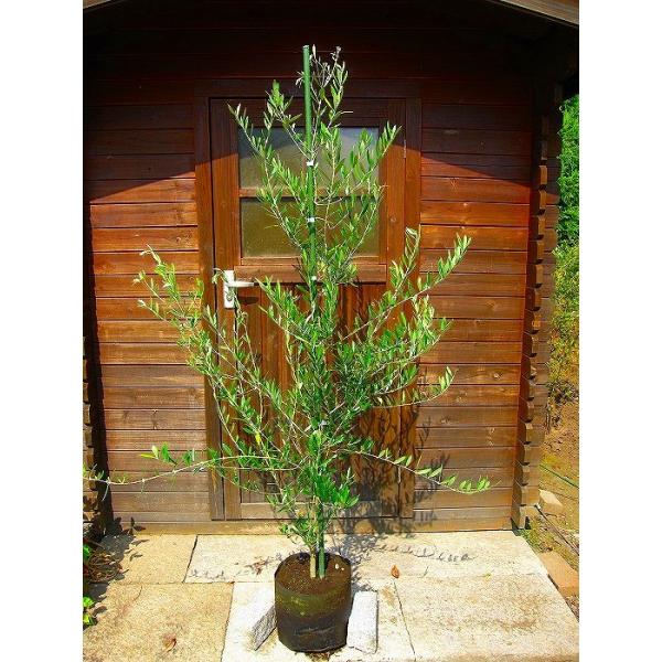 オリーブ シンボルツリー 盆栽 植木の人気商品・通販・価格比較 オリーブ シンボルツリー 盆栽 植木の人気商品・通販・価格比較