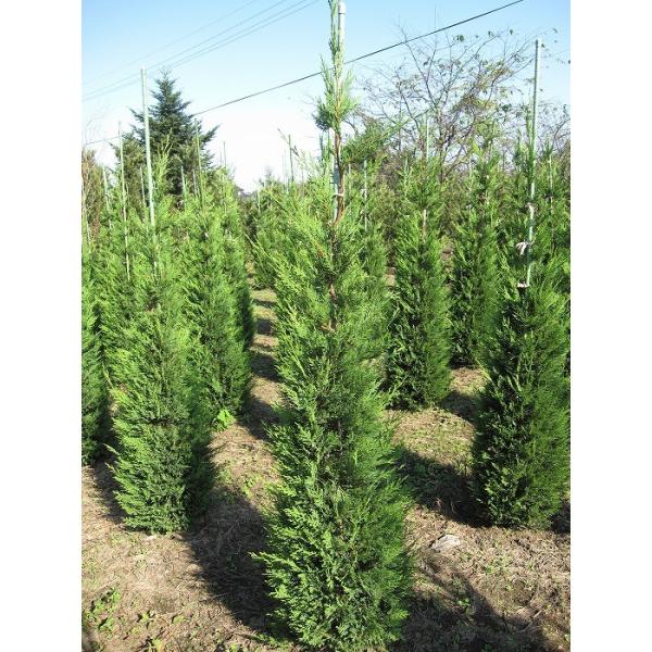 CfB[ 1.8mO Inc V{c[ Ύ