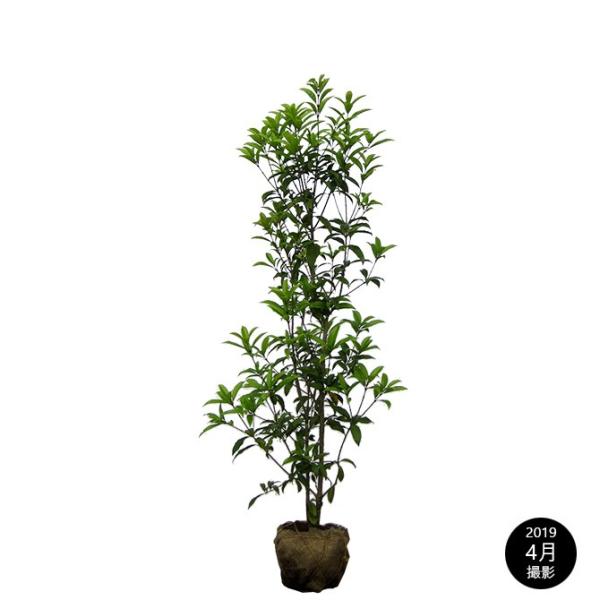 LNZCi؍ҁj 1.2mO Inc V{c[ Ύ