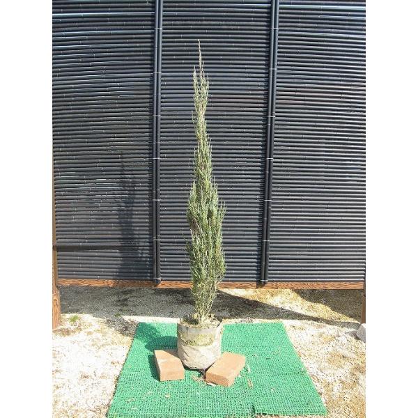 u[GWF 1.2mO Inc V{c[ Ύ