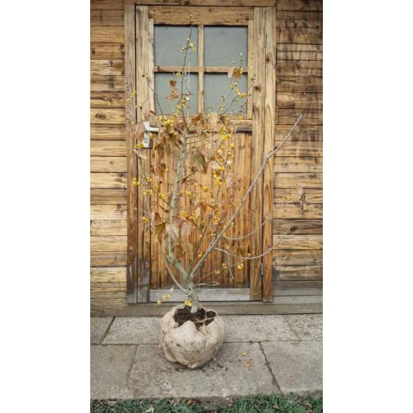 EoCiX~j 1.5mO Inc V{c[ t