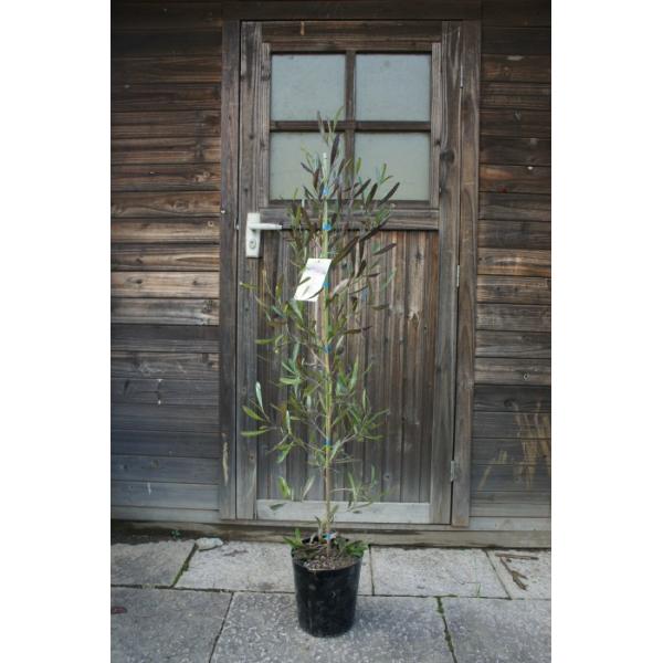 ドドナエア ポップブッシュプルプレア 樹高1 2m前後 ポット苗 シンボルツリー 常緑樹 Buyee Buyee Japanischer Proxy Service Kaufen Sie Aus Japan