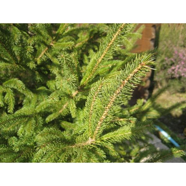 hCcgEq 1.0mO Inc V{c[ Ύ