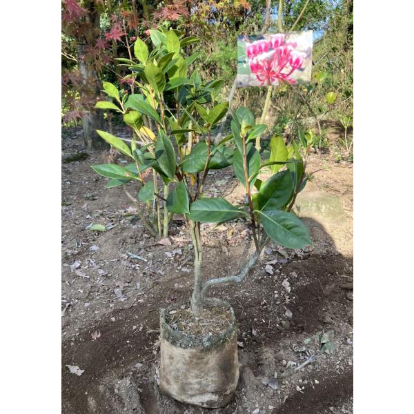 gardentown_enkianthus