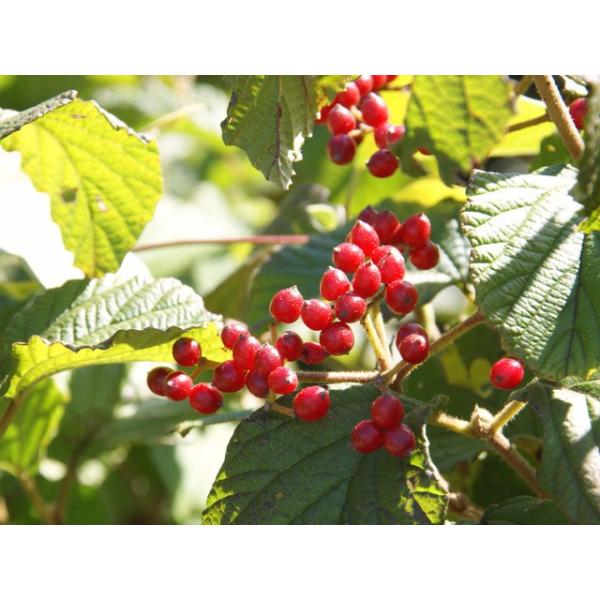 K}Y~  1.0mO |bgcorInc  t