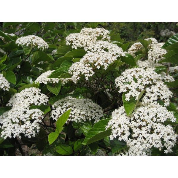 nNT{NiR؁j1.0mO Inc V{c[ Ύ