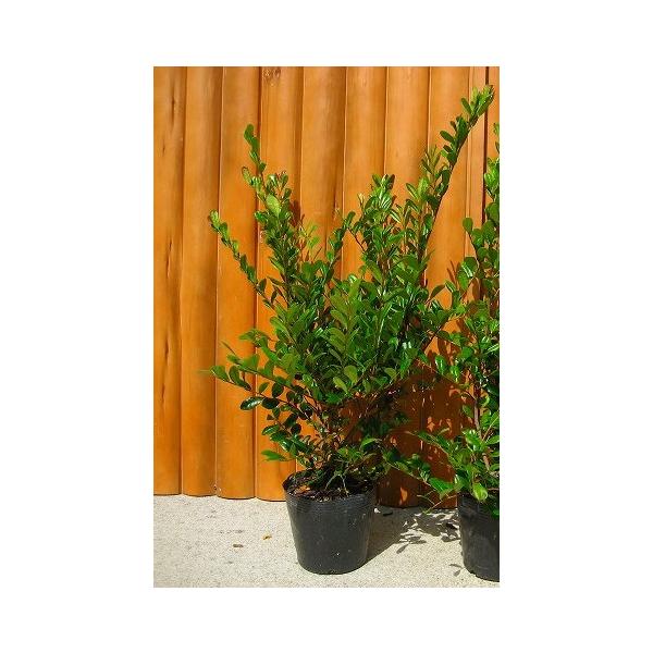 ハマヒサカキ（浜姫榊） 樹高0.5m前後 ポット苗 低木 常緑樹